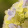 紫陽花 02