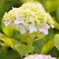紫陽花 03