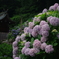 紫陽花