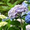 大垣内紫陽花園－０２７DSC04599