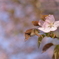 近所の桜