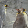 旭山のペンギン