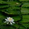 Lotus of the white blossom　Ⅱ