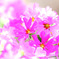 DPP_39241