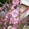 連桜