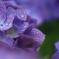花便り　- 水滴と紫陽花 -