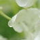 ひとひらの雫