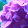 紫陽花ｂｙ長谷寺