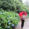 紫陽花まっさかり