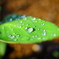 水玉