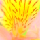 庭先に咲いていた一輪の花