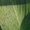 雨上がり９