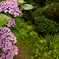 紫陽花3