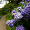 紫陽花4