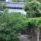 　唐招提寺「御影堂」境内のお庭（特別公開6月5～7日まで）　　　2144