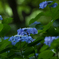 紫陽花