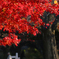 小石川植物園