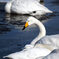 白鳥の冷たい湖