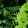 　green   * 