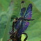 INDIGO PEARL