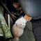 子猫
