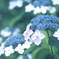 碧靄の紫陽花