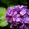 紫陽花