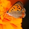 Lycaena phlaeas