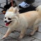犬