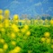 飯山菜の花 02
