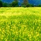 飯山菜の花 17