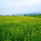 飯山菜の花 23