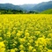 飯山菜の花 42