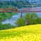 飯山菜の花 47