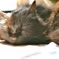 黒い猫は撮るのが本当に難しい
