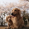 桜にっこり