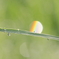 a rainbow in drop