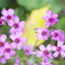 小さな花　ムラサキカタバミ