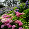 in to the 紫陽花