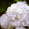 White 紫陽花