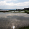 五月のころ、大和の国の水田