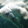 白クマのダイブ１