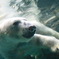 白クマのダイブ２