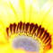 DPP_60912