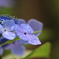 雨Ｘアジサイ