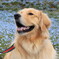 我が家の愛犬２年３ヶ月