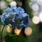 梅雨晴れ 2