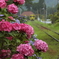 あじさいといすみ鉄道