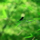 Little Wing