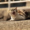 五島猫